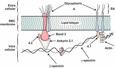 Pathophysiological Changes in Erythrocytes Contributing to Complications of Inflammation and Coagulation in COVID-19